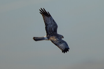 Extremely close view of a male  hen harrier (Northern harrier)  flying in beautiful light, seen in the wild in North California