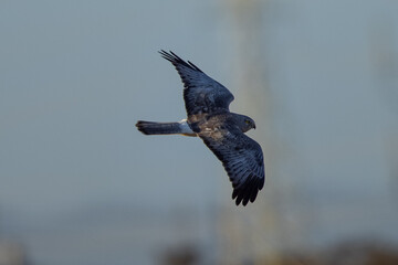 Extremely close view of a male  hen harrier (Northern harrier)  flying in beautiful light, seen in the wild in North California