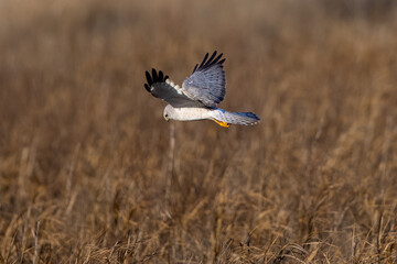 Obraz premium Extremely close view of a male hen harrier (Northern harrier) flying in beautiful light, seen in the wild in North California