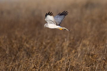 Extremely close view of a male  hen harrier (Northern harrier)  flying in beautiful light, seen in the wild in North California