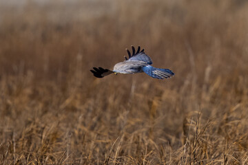 Extremely close view of a male  hen harrier (Northern harrier)  flying in beautiful light, seen in the wild in North California