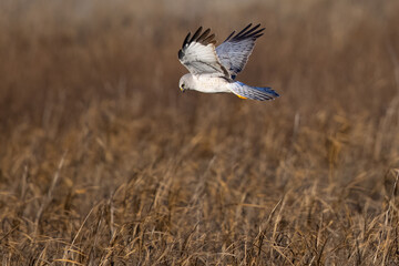 Extremely close view of a male  hen harrier (Northern harrier)  flying in beautiful light, seen in the wild in North California