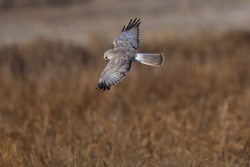 Extremely close view of a male  hen harrier (Northern harrier)  flying in beautiful light, seen in the wild in North California