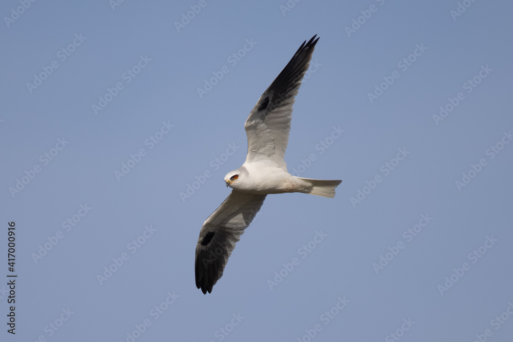 Canvas Prints Close view of a white-tailed kite    flying, seen in the wild in North California 