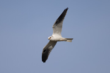 Obraz premium Close view of a white-tailed kite flying, seen in the wild in North California 