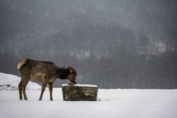 wild deer in a corral after a snowfall in the Caucasus mountains 