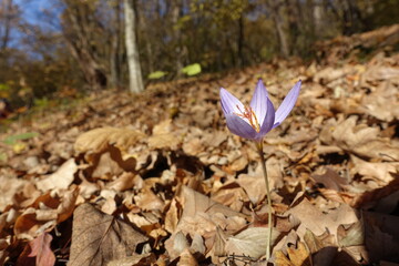 purple crocus in autumn foliage. forest