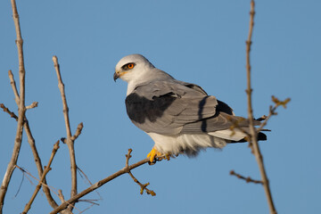 Close-up of a white-tailed kite perched in beautiful light, seen in North California 