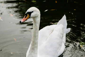 The swan drinks water, beaks drip from the beak