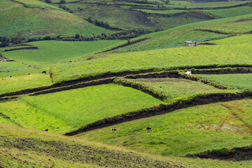 rice terraces in island
