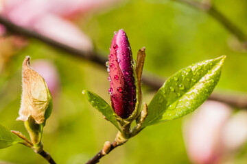 Macro Magnolia bud covered with drops