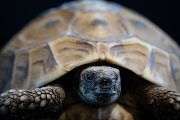 Obraz premium Turtle closeup