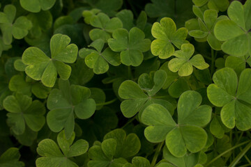 Green leaves background. Nature foliage texture