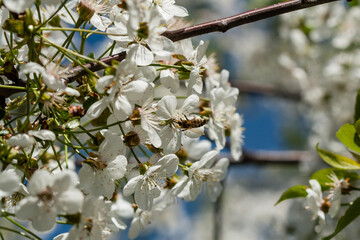Macro flowering cherry trees