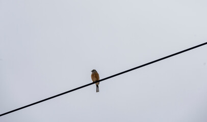 birds sit on wires and on branches in winter against a background of snow and mountains 