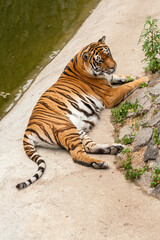 Tiger resting in the nature near the water