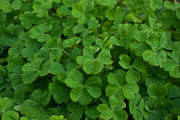Green leaves background. Nature foliage texture