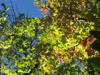 autumn leaves background