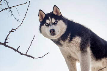 Portrait of black and white Siberian husky on the background of sky. Beautiful Siberian husky dog