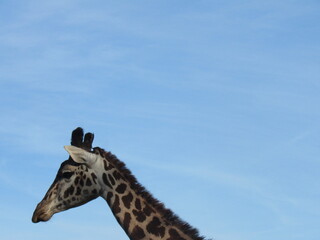 giraffe in the sky