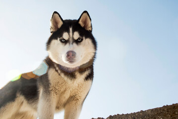 Portrait of black and white Siberian husky on the background of sky. Beautiful Siberian husky dog