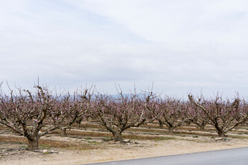 field of fruit trees in bloom in cieza, murcia, spain.
