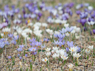 Crocuses with beautiful flowers multicolored. The most beautiful flowers of spring