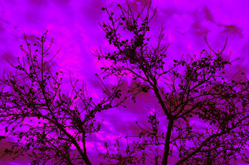 March 8 International Women's Day Almond tree flowers with purple sky 