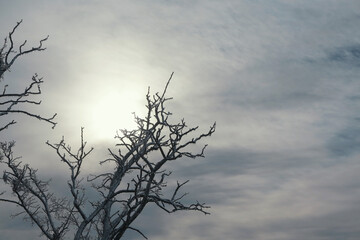 Branches of trees and plants covered with ice. Winter landscape after icing. Nature in winter. Trees after an icy rain. Winter has come..