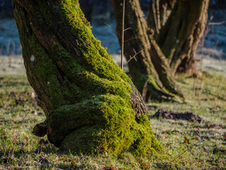 Moss on treetrunk