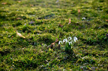 Schneeglöckchen - Galanthus 