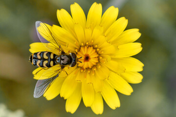 Primer plano de una mosca abeja sobre una flor compuesta amrilla con el fondo desenfocado