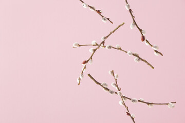 Creative layout with free falling willow branches with catkin buds against pale pink background....