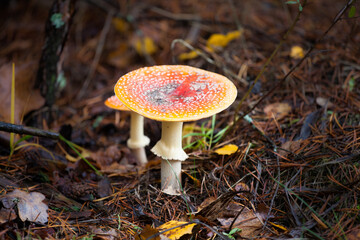 amanita in forest, mushroom