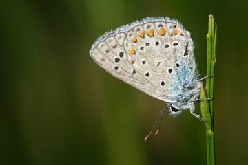Bonita mariposa ícaro azul con puntos naranjas y negros sobre una planta con fondo verde