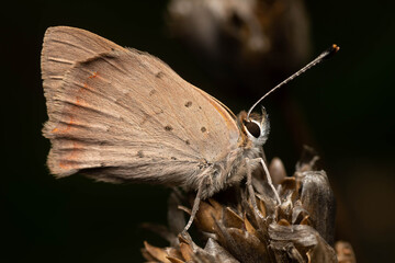 Obraz premium Bonita mariposa cobre con puntos sobre una flor con fondo negro