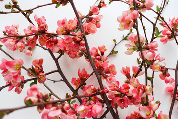 postcard mockup. spring flowers. flowering branches on a white background, envelope and white blank for text 