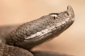 Retrato macro de bonita e imponente serpiente víbora hocicuda con ojos dorados con fondo desenfocado