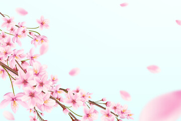 Blossoming cherry branches with flying petals on a blue background. Japanese sakura.