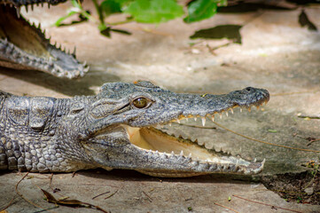 Young crocodile on the  surface