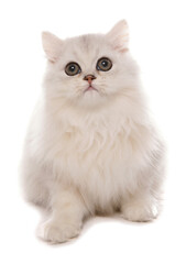 Persian Chinchilla Kitten