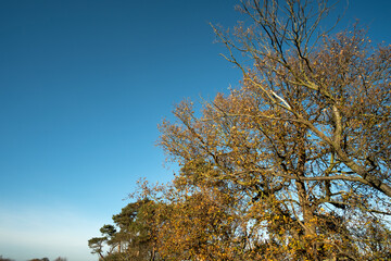 Autumn trees against a clear blue sky