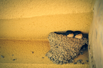 little swallows in nidus