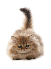Persian golden Kitten