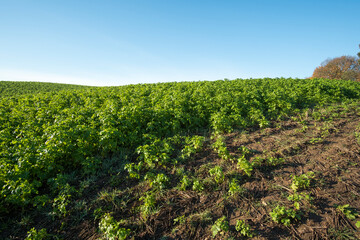 Fototapeta na wymiar Field crops at dawn example