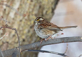 sparrow on a branch