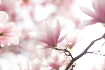 Incredibly beautiful spring scene with blooming magnolia tree with a blurred background