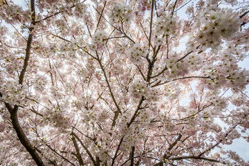 Cherry blossoms, trees, spring, beautiful, Richmond BC