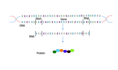 DNA-RNA-Protein [central dogma of molecular biology]