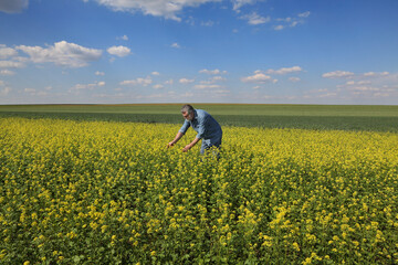 Agronomist or farmer examining blossoming canola field with sky and clouds in background, rapeseed plants in early spring